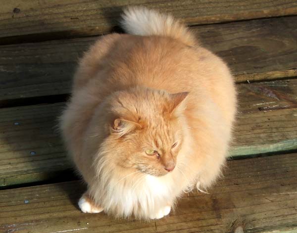  His fur shining in the winter sun. 