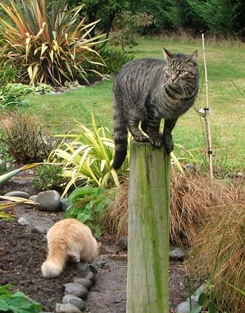 Histeria on the post, Fluff-Fluff below on the path. Cats in the Garden