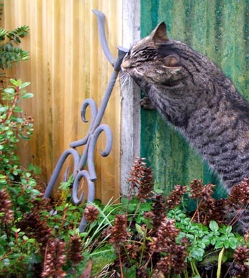  In the Dog Kennel Garden. 