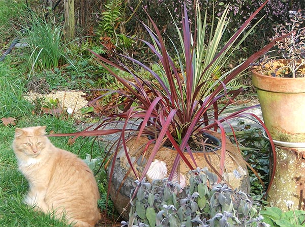  My very best gardening cat. 