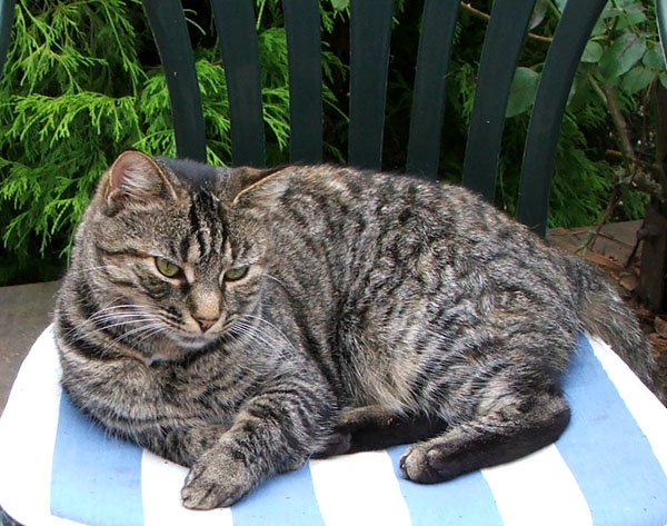  Lounging on a patio chair. 