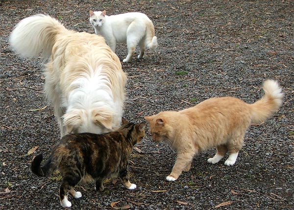  Tiger, B-Puss, Fluff-Fluff and Rusty the dog. 