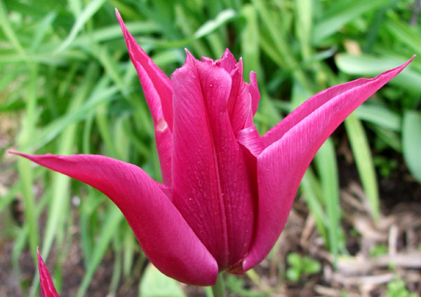  A beautiful light cerise colour. 