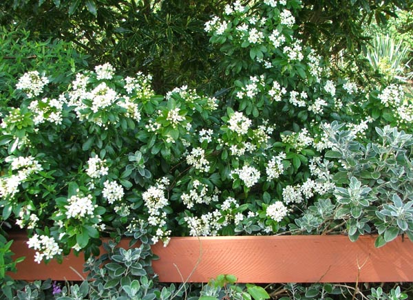  A favourite mid-spring shrub with gorgeous creamy white flowers. 
