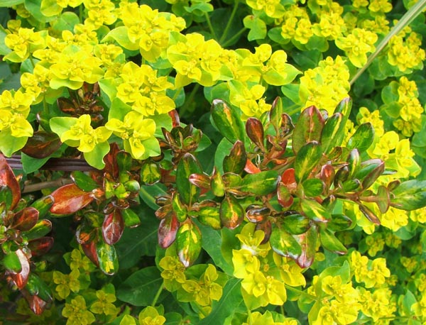  A lovely foliage pair, even if the euphorbia is a nuisance and seeds everywhere! 