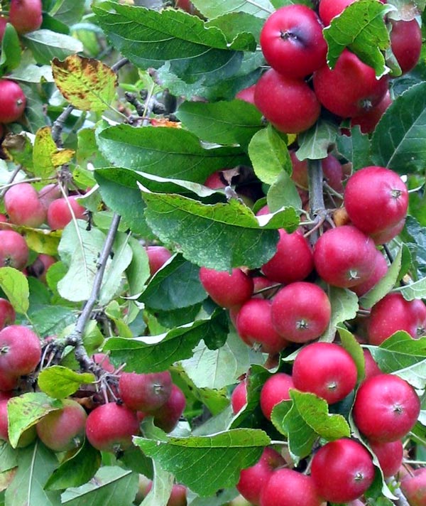  This winter I might make some crab-apple jelly. 