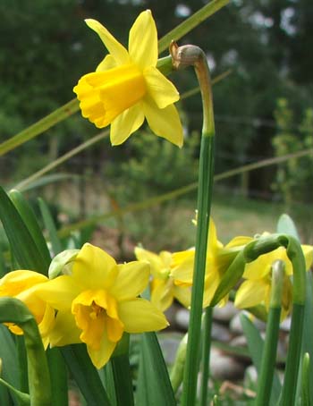  Cute little trumpets. 