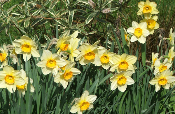  A huge thank-you to my beautiful daffodils. 