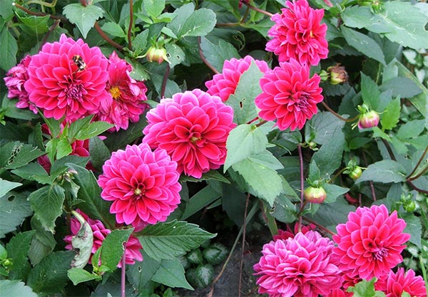  Aargh! When will I learn, remember, and stake my dahlias? 