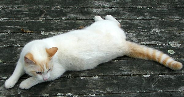  Lounging on the pond decking. 