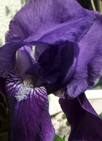  The first of the big irises to flower. 