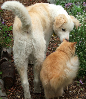  Fluff-Fluff and Rusty in the garden. 