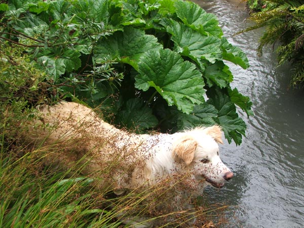  Rusty by the water race keeping cool. 