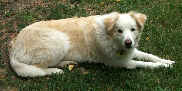  My gardening companion. 