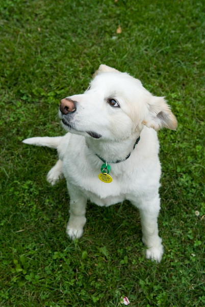 short hair dogs. The short-haired border collie