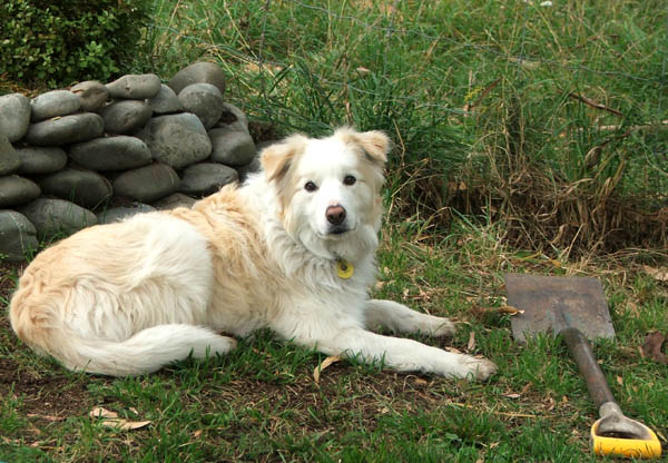  Rusty by the stone wall. 