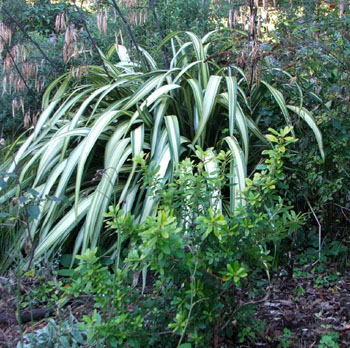  An Escallonia and a flax. 