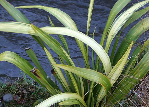  Clean green leaves against clean blue water. 