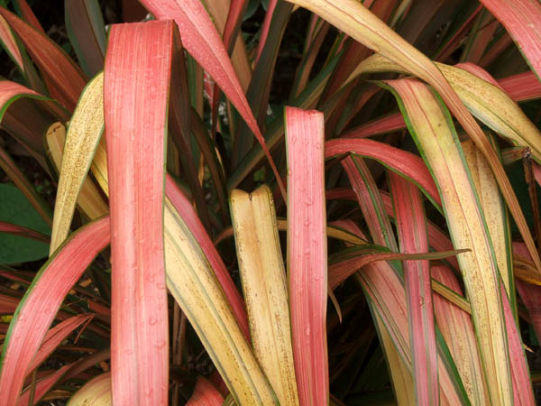  Such warm colours for autumn and winter in the garden. 