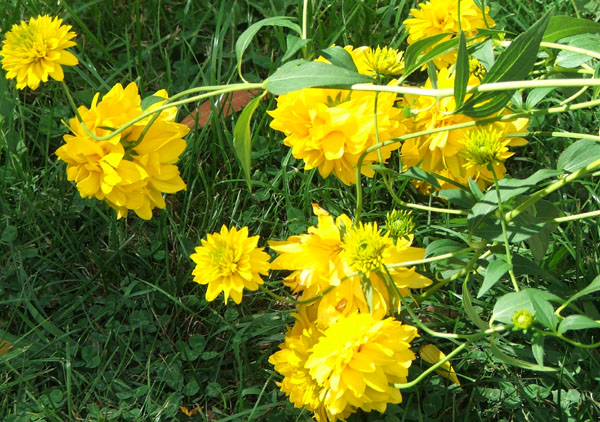 Yellow+daisies+pictures