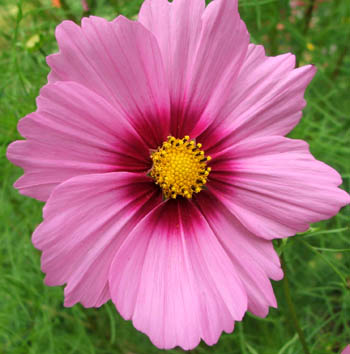  One of the last annuals to bloom. 