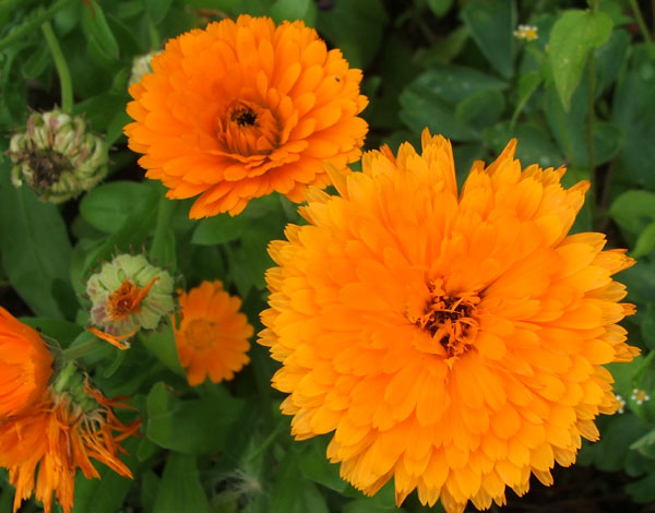  Beautiful bright orange blooms. 