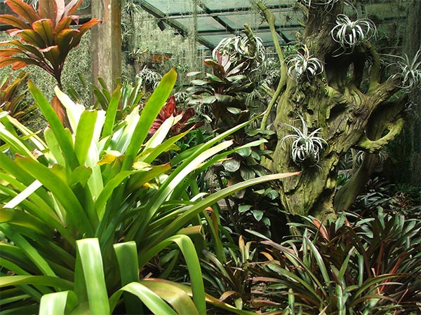  Some of the plants in the collection. 