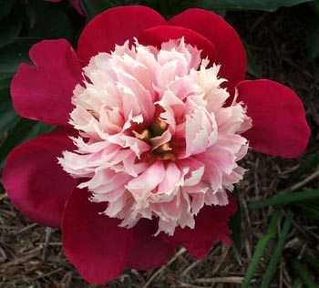  Growing in the farmstay garden. 