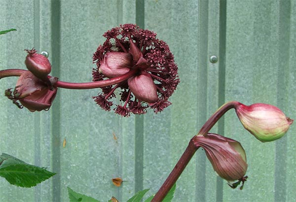  A very sculptural plant. 