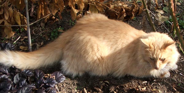  A huge cat with heaps of fluffy fur. 