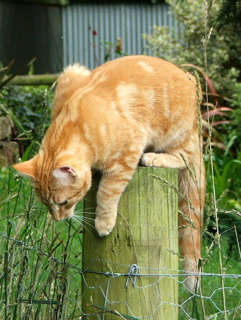  My purry ginger short-haired cat. 