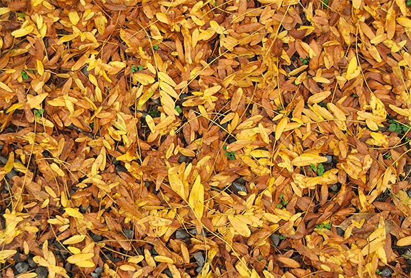  A carpet of gold in the driveway. 