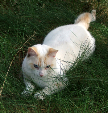 black and white cat with blue eyes. lack and white cat with lue