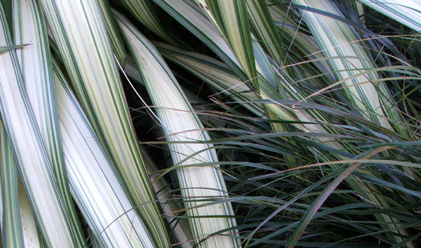  With a friendly Fountain grass. 