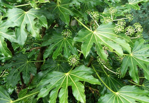  Shiny green, with glossy finger leaves. 