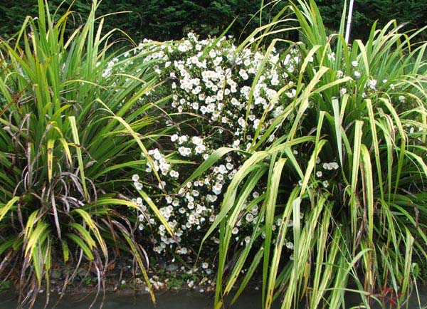  With a white flowering Cistus shrub. 
