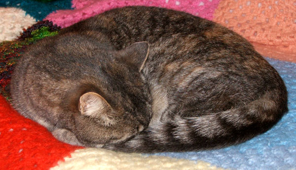  Asleep on the bed. 