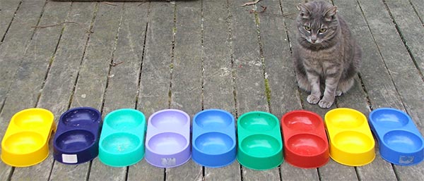  Nine Cat Bowls 