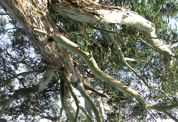  This photograph was taken below a large Eucalyptus tree looking skyward. 