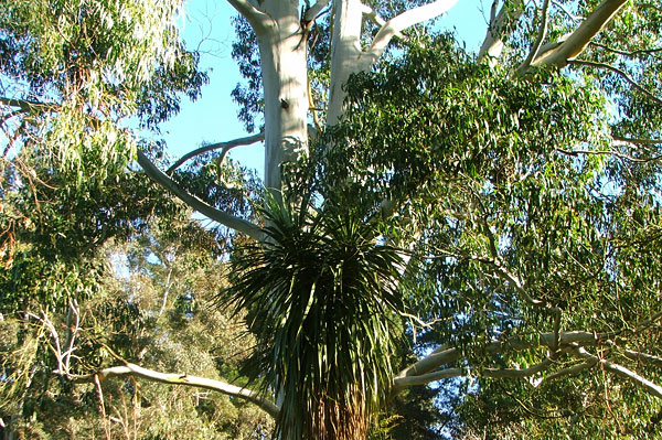  With a tall Cordyline, in the winter sun. 