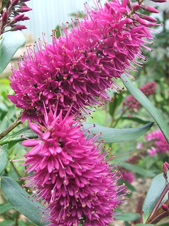  There is usually one or other New Zealand hebe in flower. 