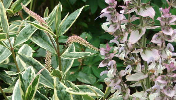  This hebe is a variegated variety. 