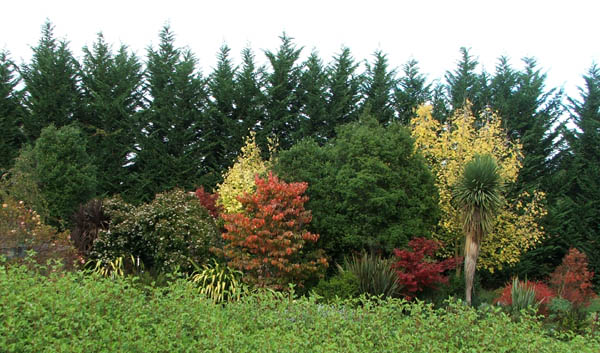  Autumn colours over the Olearia hedge. 