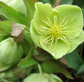  Subtle lime green flowers. 