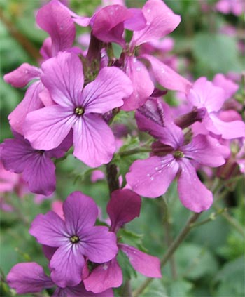  My favourite purple flowers. 