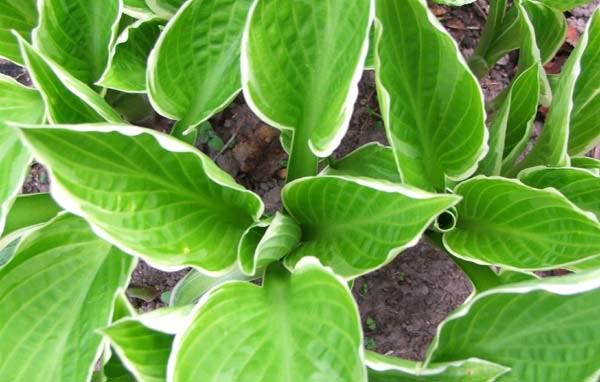  Some new hostas in the small garden by the Sleep-Out. 