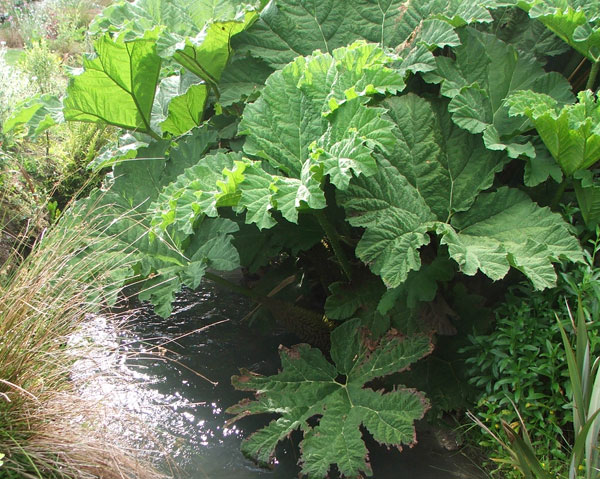  There, underneath the giant gunnera leaves! 