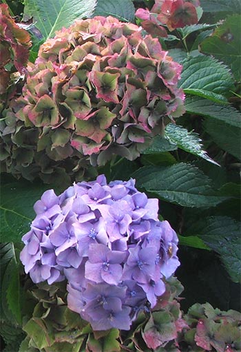  My hydrangeas which live by the side of the house. 