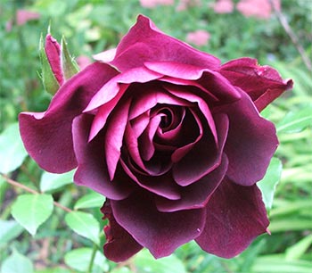 ROSE CUTTINGS 3 LIVE PLANT BURGUNDY ICEBURG ROSE CLASSICAL OLD ROSE 