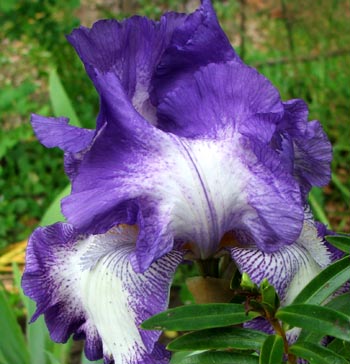  Another new iris in my garden. 